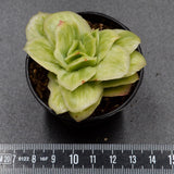 Graptoveria Ice Rose var. variegata