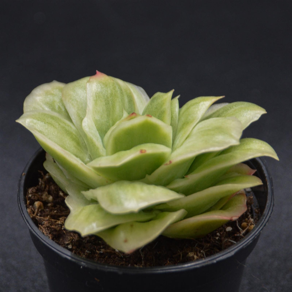 Graptoveria Ice Rose var. variegata