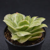 Graptoveria Ice Rose var. variegata