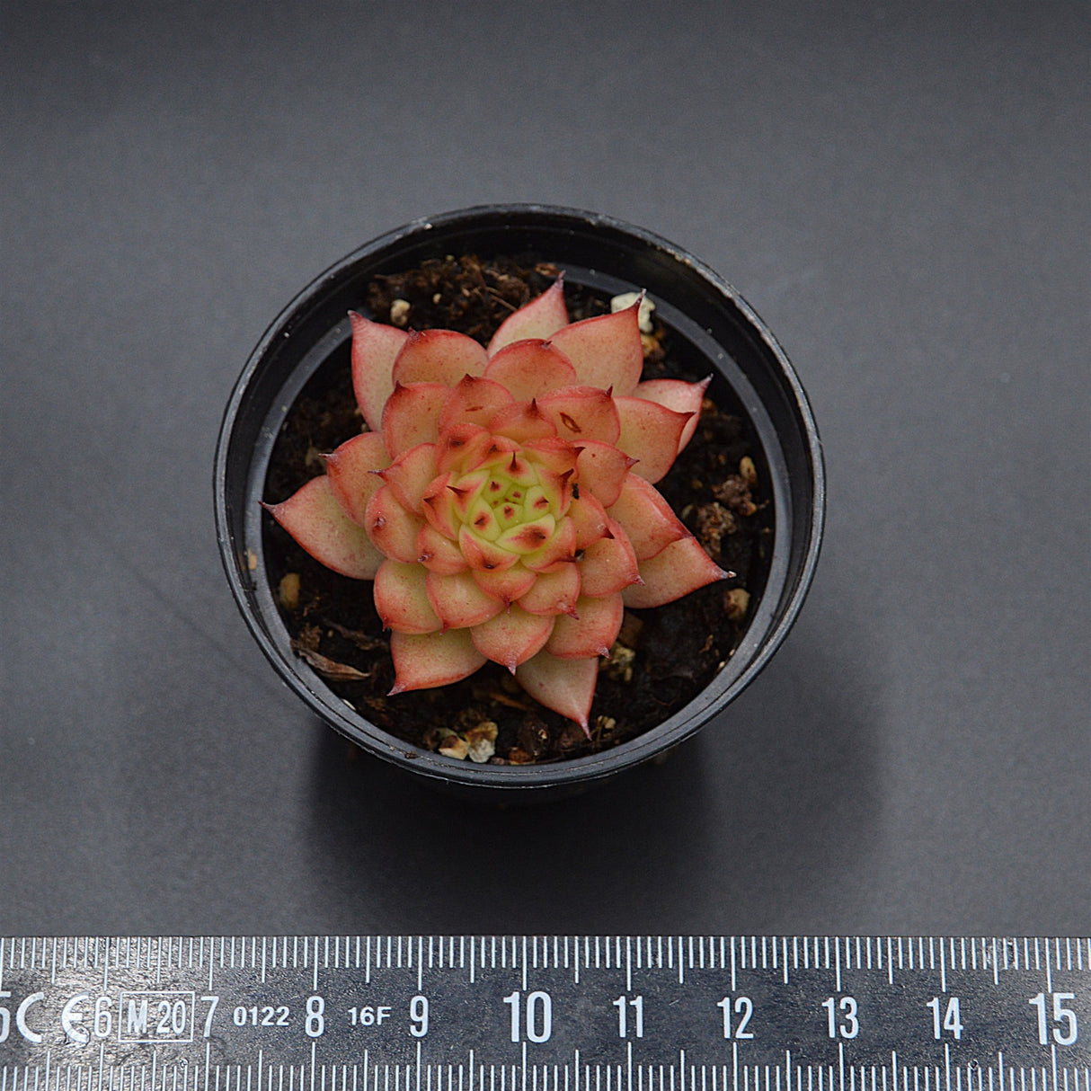 Echeveria Meteor Shower