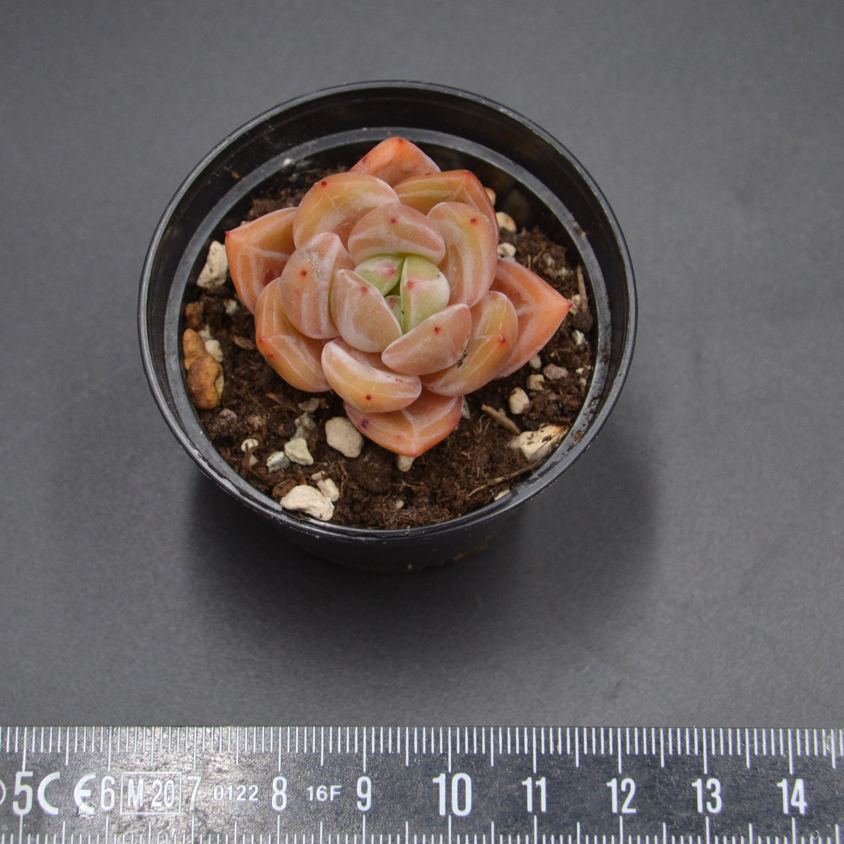 Echeveria Demon Night Warrior