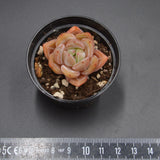 Echeveria Demon Night Warrior
