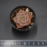 Echeveria Corsican Rose