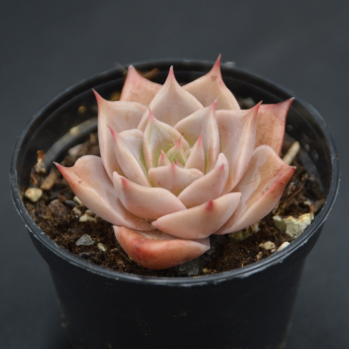 Echeveria Corsican Rose