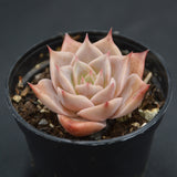Echeveria Corsican Rose