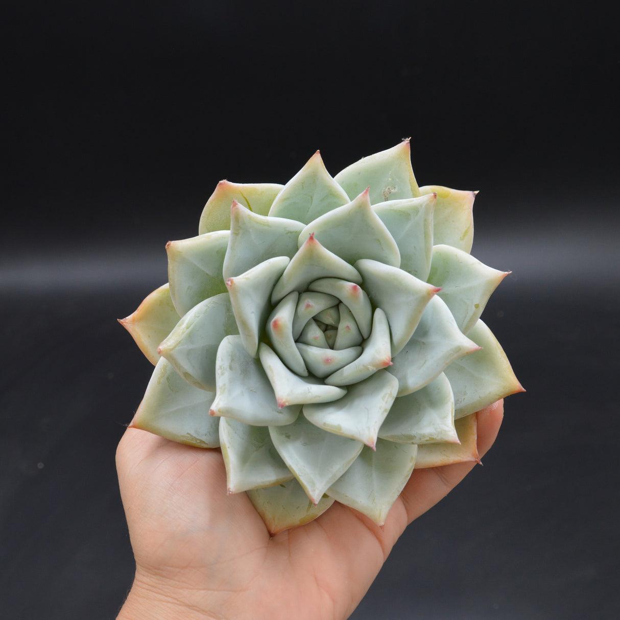 Echeveria colorata, Tapalpa Steckling XXL