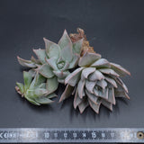 Echeveria cuspidata, Stecklinge