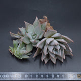 Echeveria cuspidata, Stecklinge