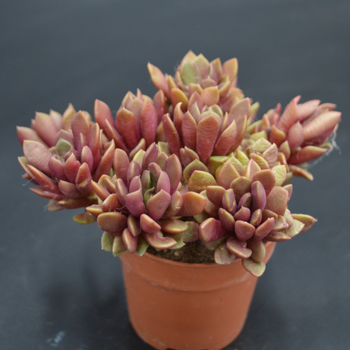 Anacampseros retusa f. rubra