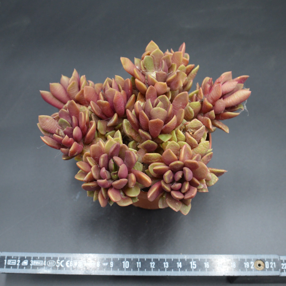 Anacampseros retusa f. rubra