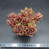 Anacampseros retusa f. rubra