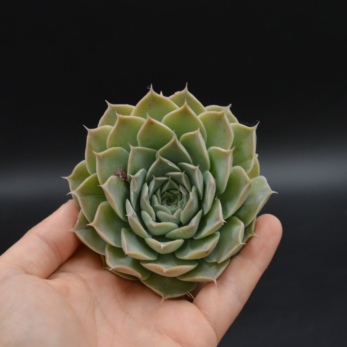 Echeveria hyalina, la Paz, Steckling