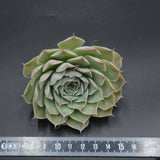 Echeveria hyalina, la Paz, Steckling