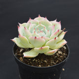 Echeveria chihuahuaensis