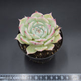 Echeveria chihuahuaensis