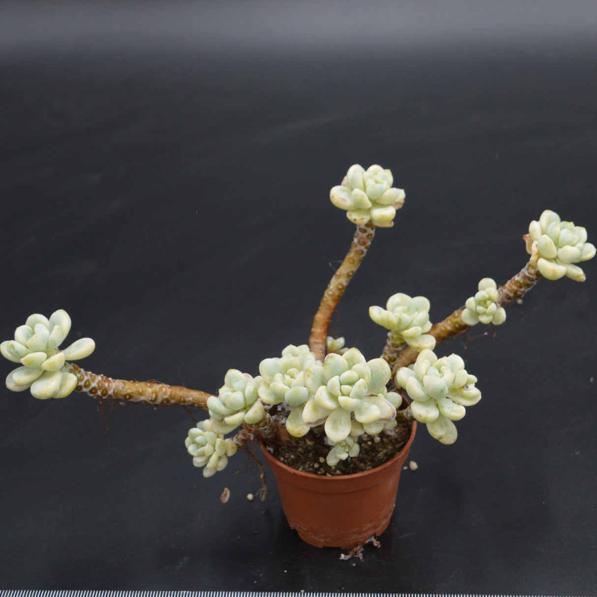 Sedum clavatum variegata, Bonsai
