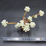 Sedum clavatum variegata, Bonsai
