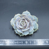 Echeveria Lola f. Purpur, Steckling