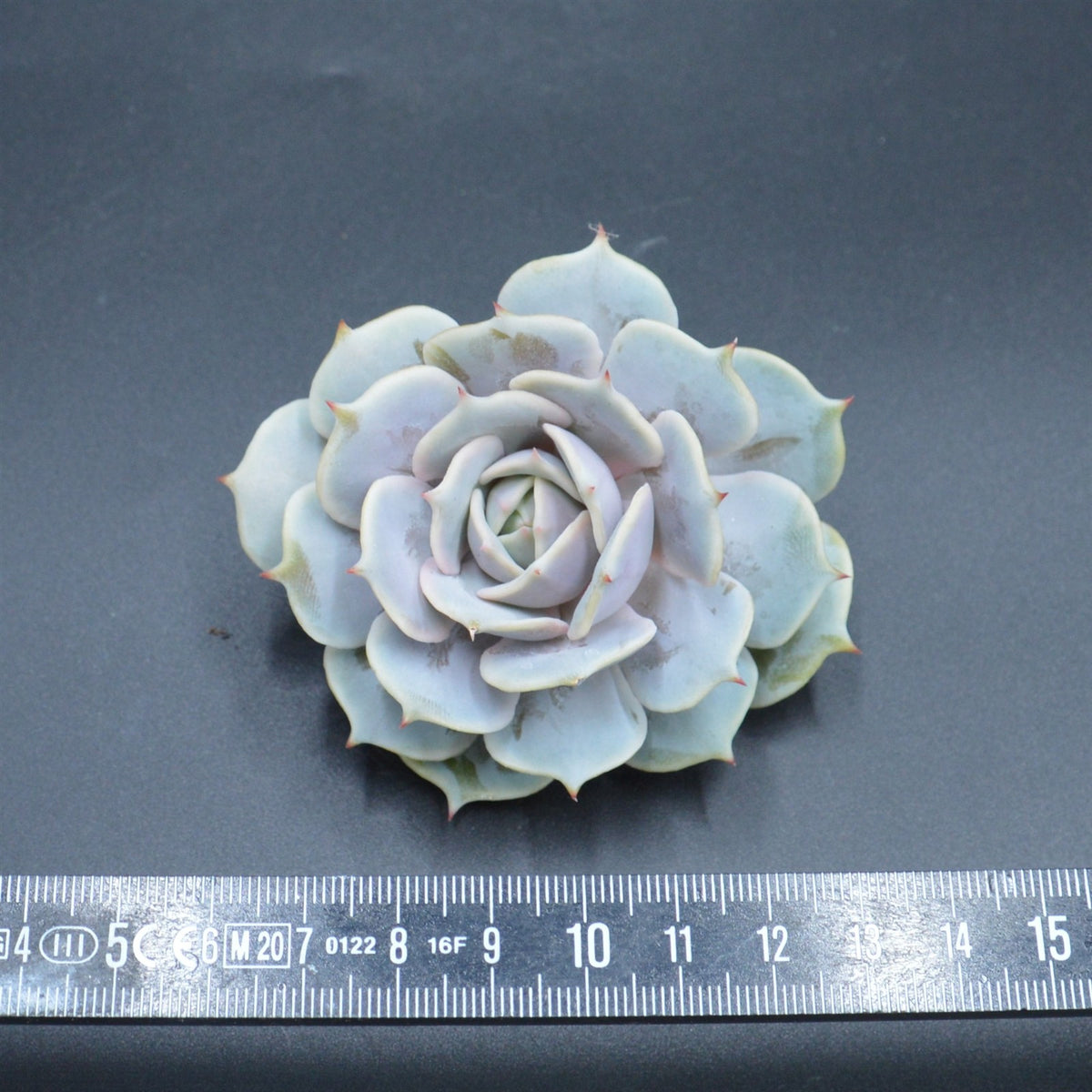Echeveria Lola f. Purpur, Steckling