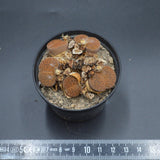Lithops