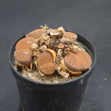 Lithops