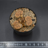 Lithops C285
