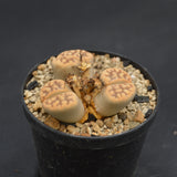Lithops C285