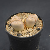 Lithops C214