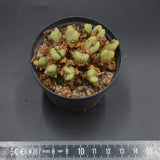 Conophytum vlakmynense