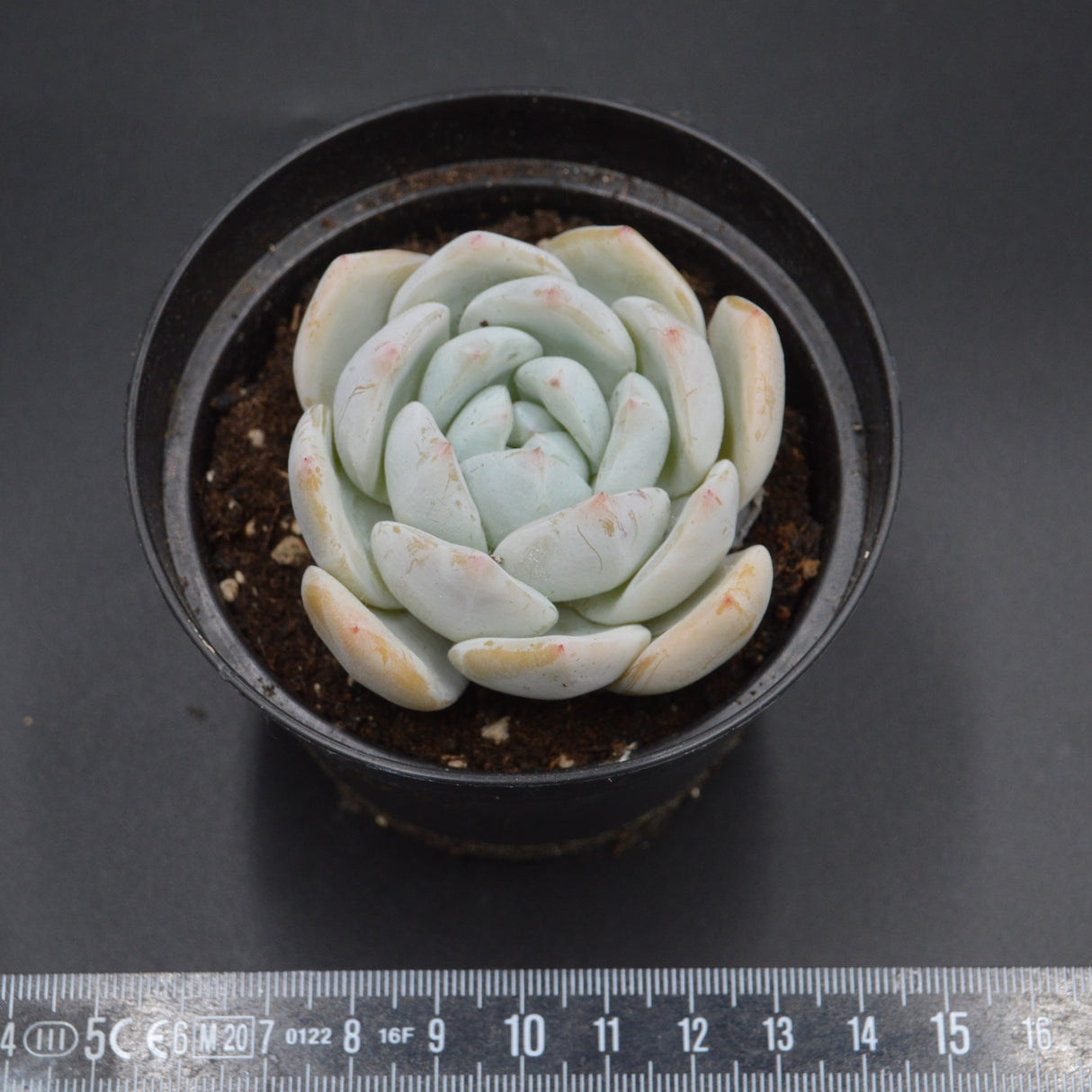 Echeveria Snow