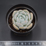 Echeveria Snow