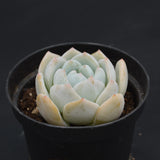 Echeveria Snow