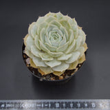 Echeveria Onslow