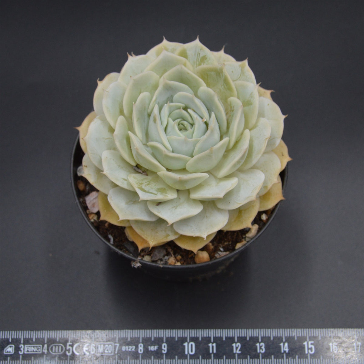 Echeveria Onslow