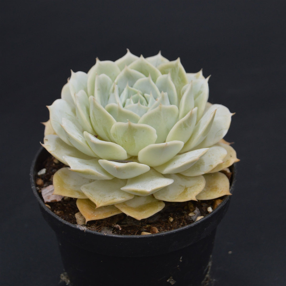 Echeveria Onslow