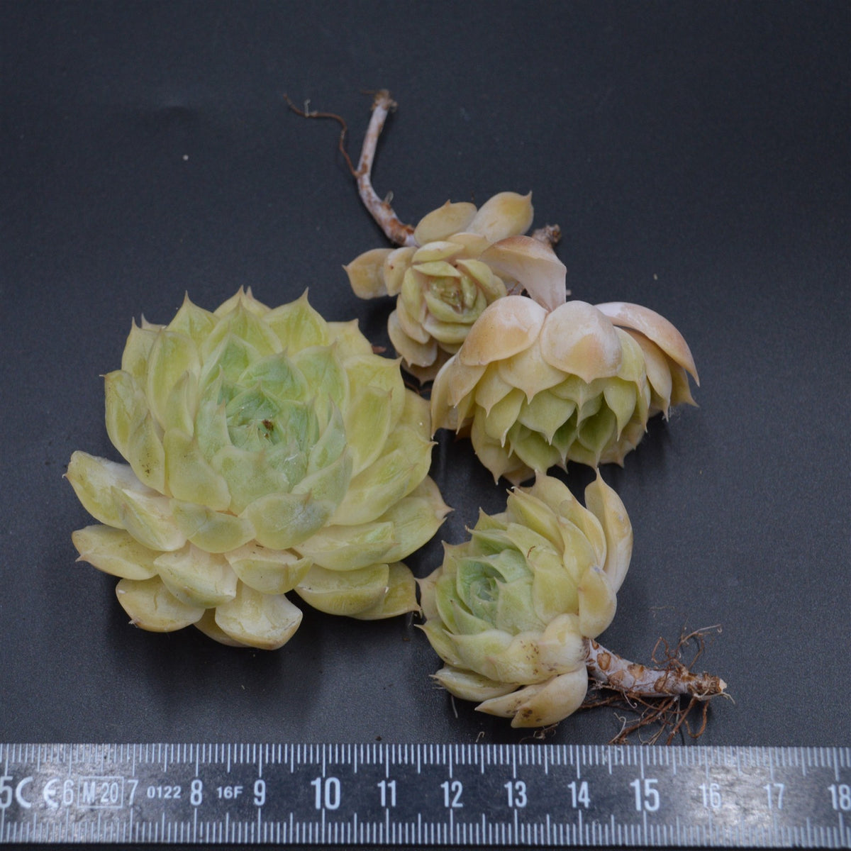 Echeveria Green Apple, Stecklinge