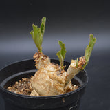 Cissus juttae