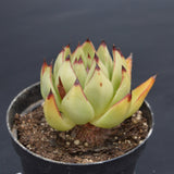 Echeveria agavoides