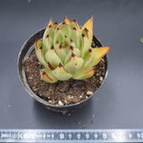 Echeveria agavoides