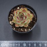 Echeveria pulidonis Drops