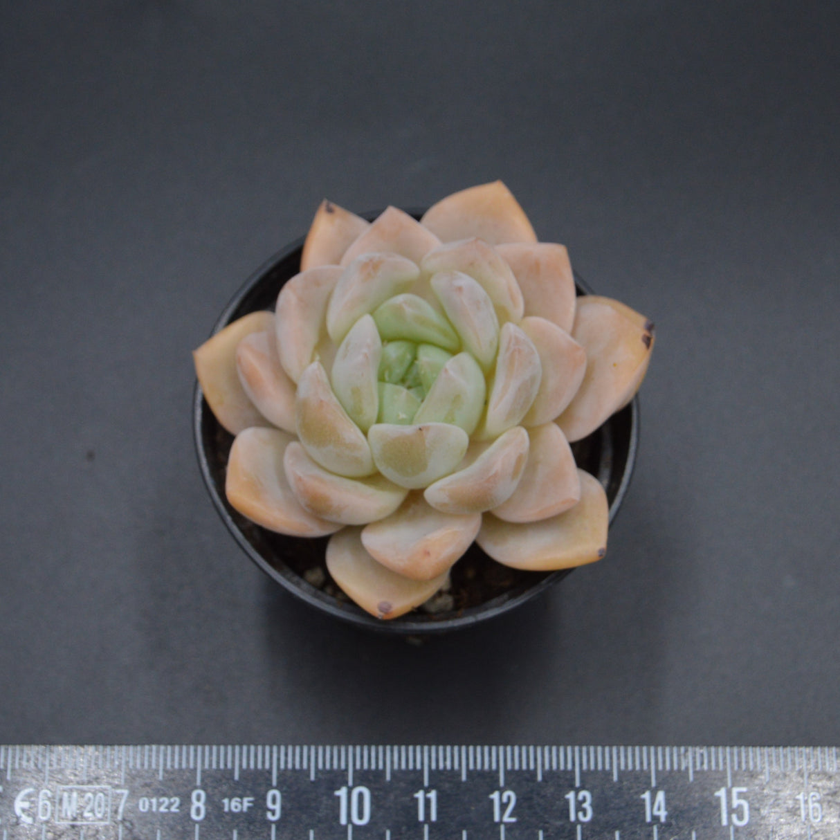 Echeveria Strawberry Milkshake