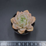 Echeveria Strawberry Milkshake