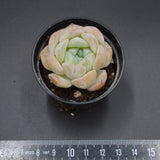 Echeveria Dream Halo