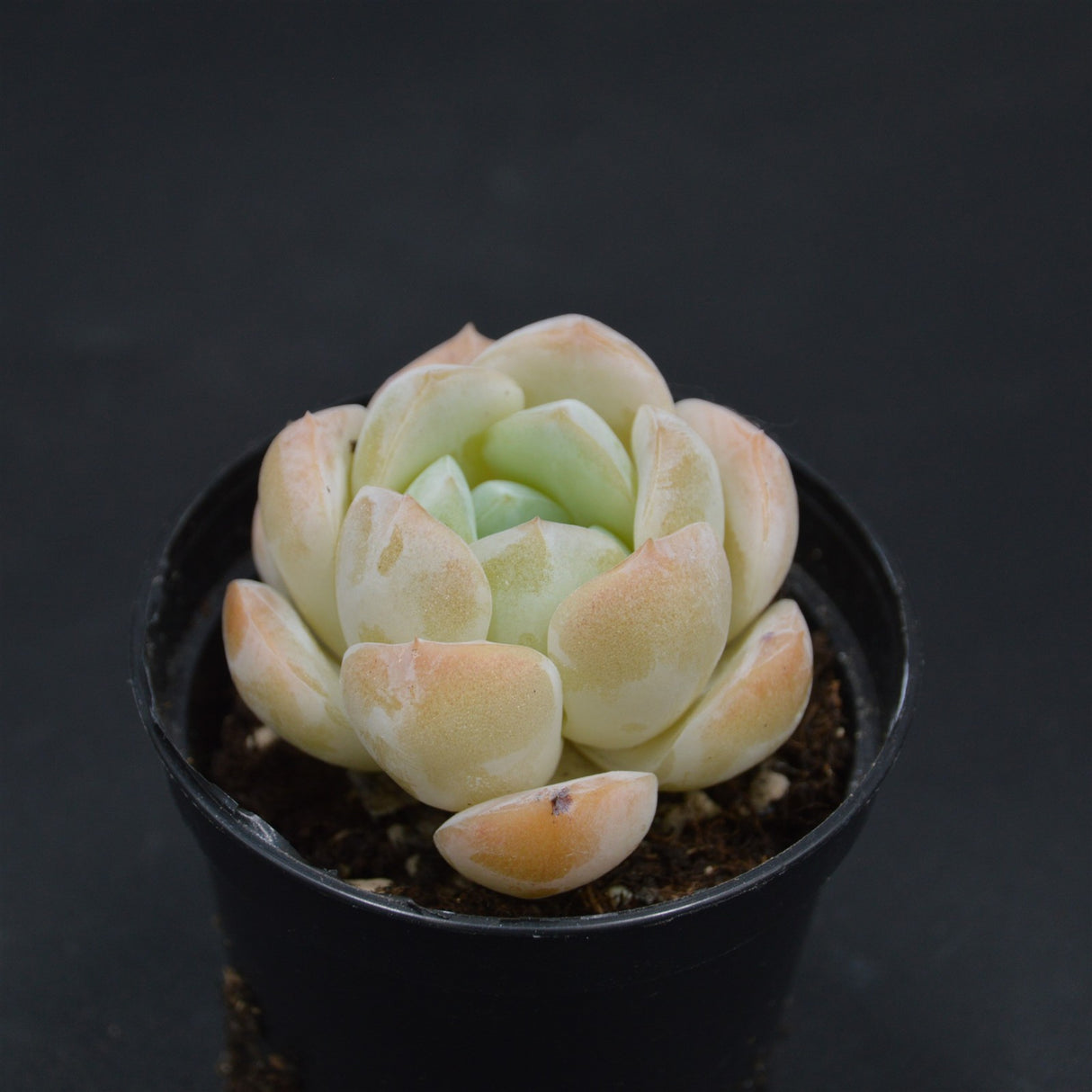 Echeveria Dream Halo