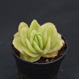 Graptoveria Lovely Rose f. variegata