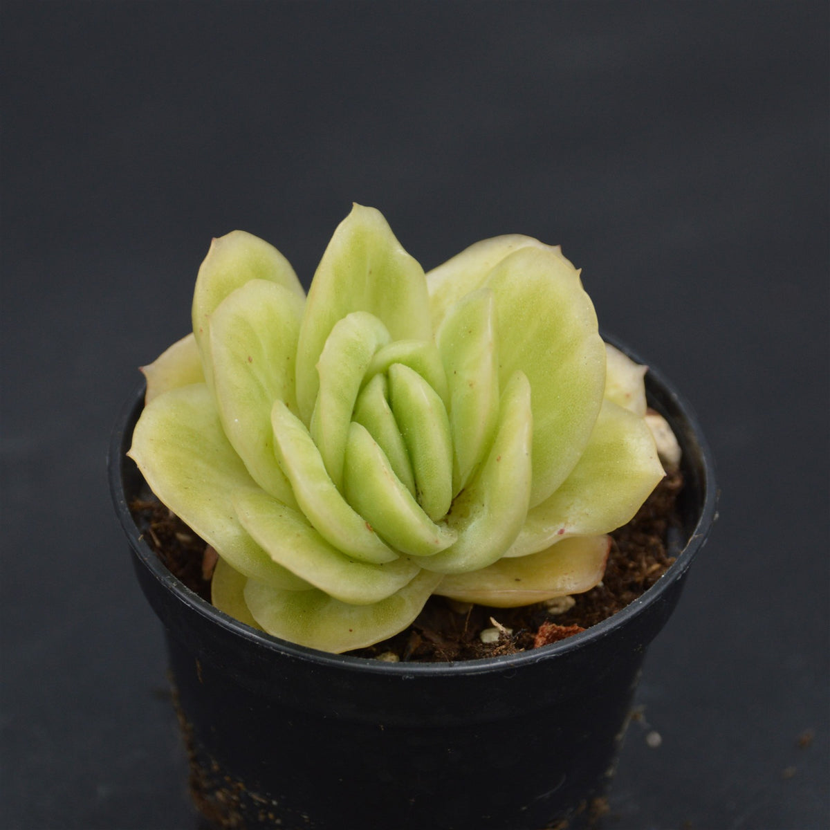 Graptoveria Lovely Rose f. variegata