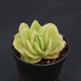 Graptoveria Lovely Rose f. variegata