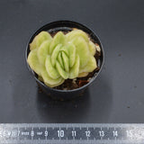 Graptoveria Lovely Rose f. variegata