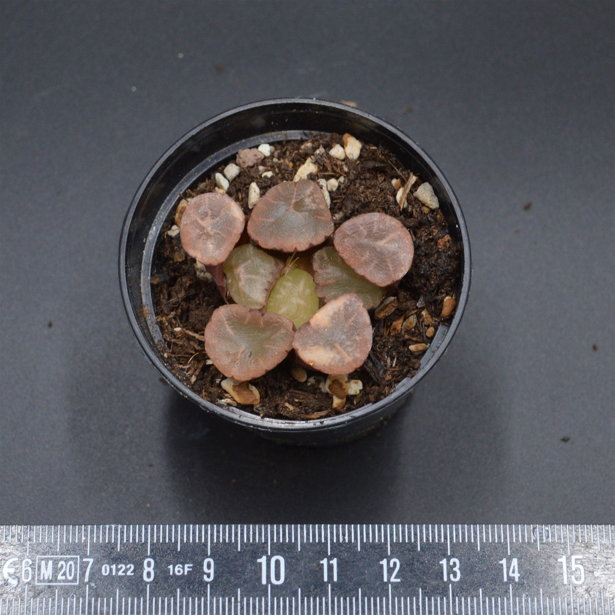 Haworthia maughanii Buddhism