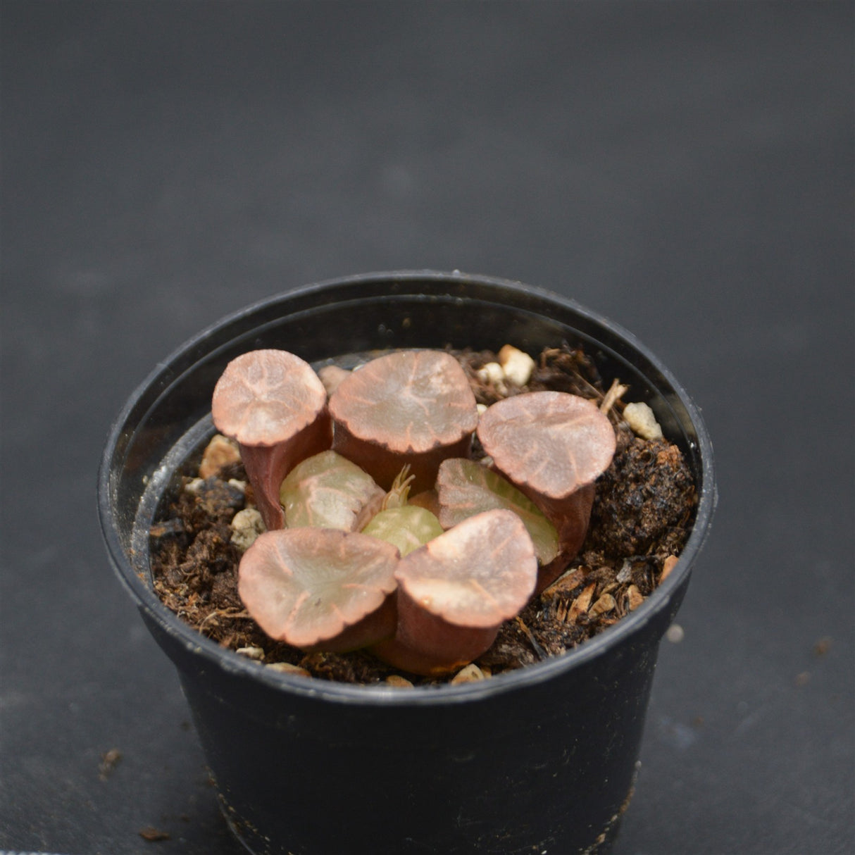 Haworthia maughanii Buddhism